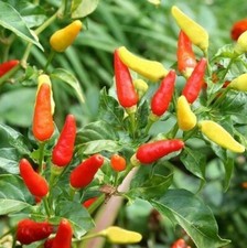 Tabasco épicé Poivre 20 -