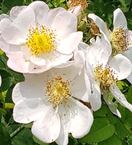 Rosa multiflora inermis - multiflora, /