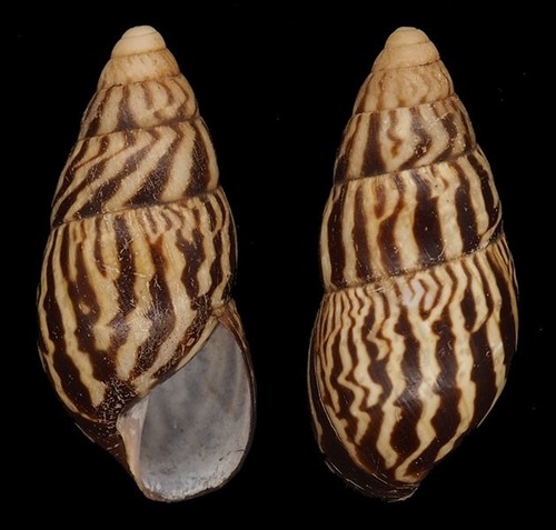 Coquillage collection - de,
