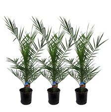 3 palmiers dattiers des Canaries - plante d'intérieur Phoenix canariensis x3 ...