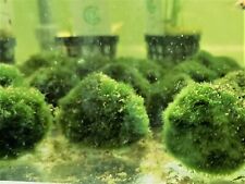 CLADOPHORA AEGAGROPHILA -