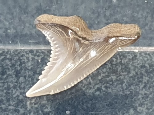 Shark tooth dent - tooth,