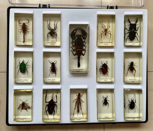 Coffret présentoir insectes - coffret,