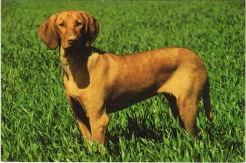 Cpa braque hongrois dog - ak,