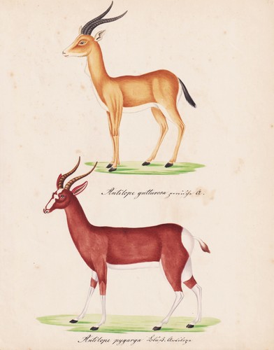 Mongolienne gazelle buntbock - mongolienne,