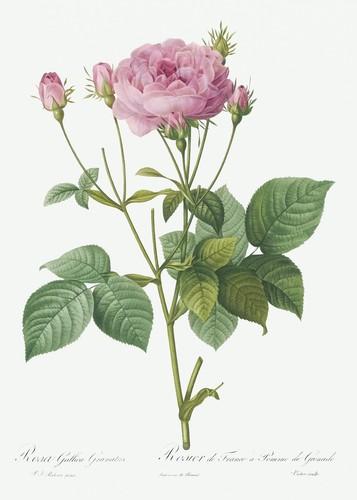 Rosa gallica granules rose - granules, les