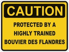 Bouvier des Flandres