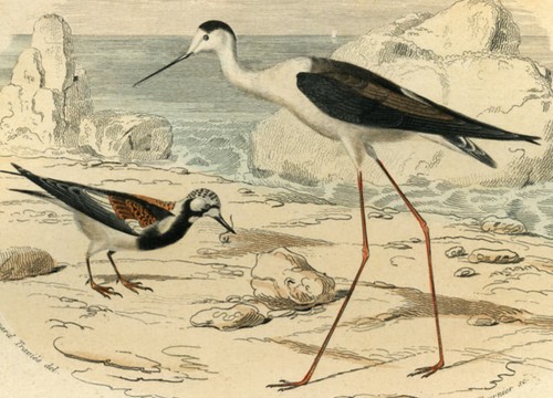 Tourne pierre echasse le - echasse,