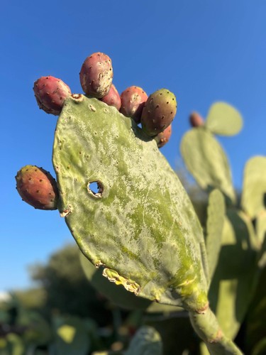Opuntia ficus indica seeds - opuntia,