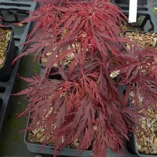 Acer palmatum dissectum
