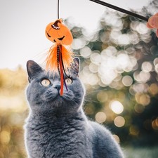  Chat Jouet Interactif Jouets