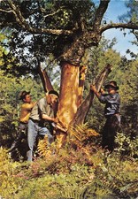 40-SCENE DES LANDES-CHENE LIEGE DEPOUILLE DE SON ECORCE-N 600-B/0397