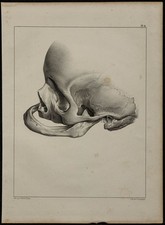 1839 - Planche d'anatomie -