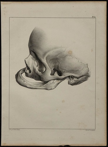 1839 planche anatomie - -,