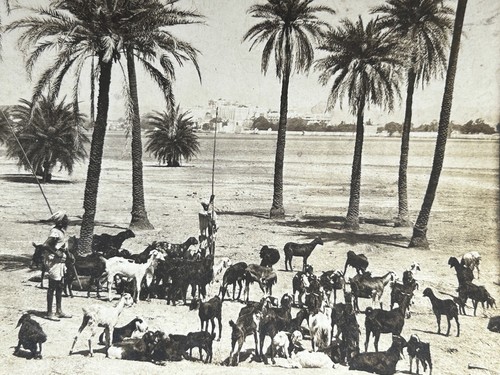Inde udaipur berger avec - udaipur,