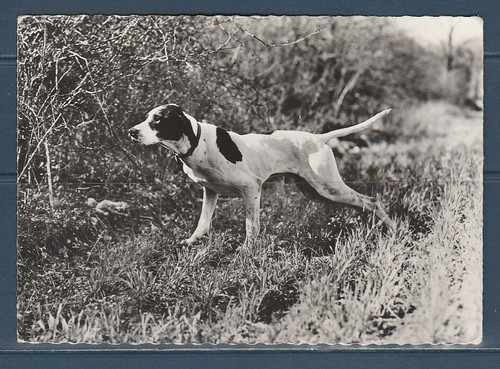 Cpsm vers 1960 - cpsm, faune