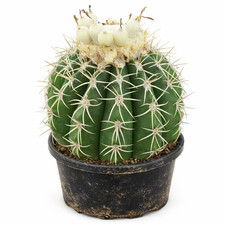 Melocactus ruestii SEEDS -