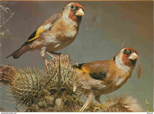 Carte postale animaux - postale,