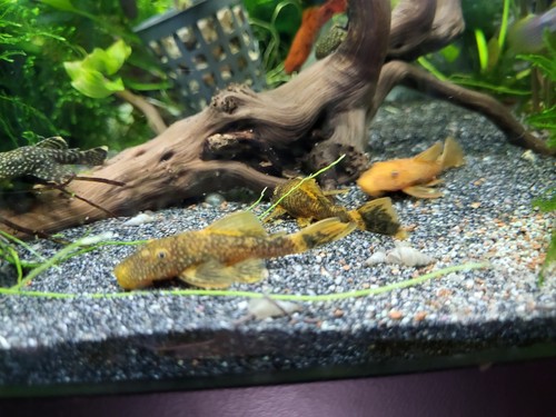 Ancistrus gold ida16 - ancistrus,