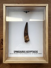 🦕 Dent de Spinosaure - Fossile Authentique - Encadré