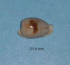 Cypraea     Alfredensis      South Africa       21 4 mm      RARE