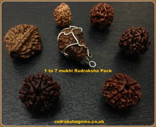 Rudraksh rudraksha 4 - rudraksh,