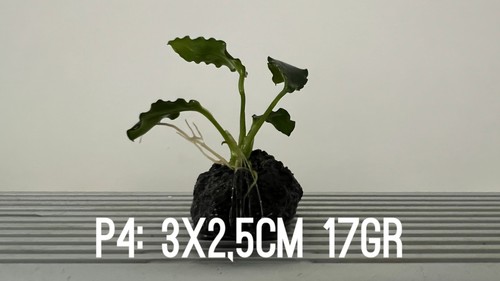 Plante aquarium anubias - 1,