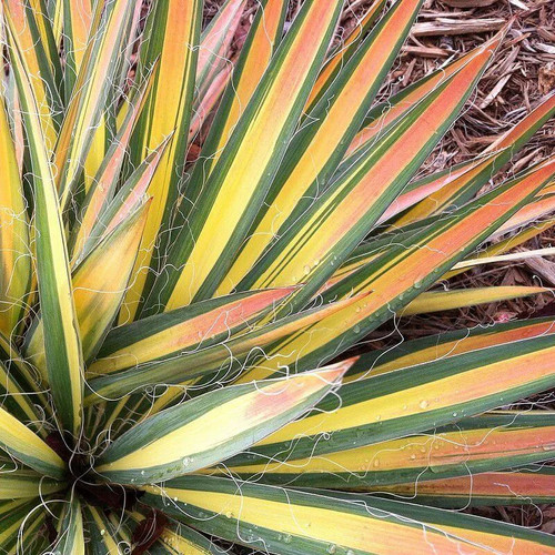 Yucca filamentosa color - filamentosa, 'color