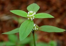 Basil-like Buttonweed -