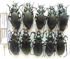 Carabus megodontus purpurascens pseudofulgens (10 ex) from FRANCE