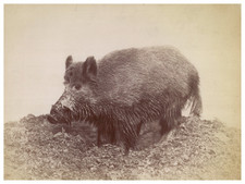 Ottomar Anschütz, Animal Study, Wild Boar vintage albumen print Tirage albumin