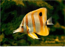 Animaux - Poissons - Aquarium Tropical du Musée de Zoologie de Nancy - Chelmon à