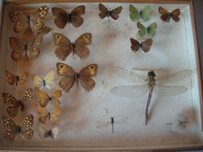 Ancienne vitrine boîte collection papillon libellule cabinet curiosité n°6