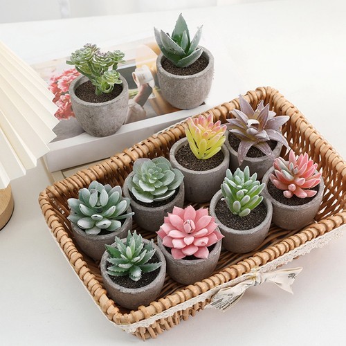 Plante succulente artificielle - succulente,