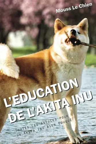 Education akita inu - l'education, l'akita