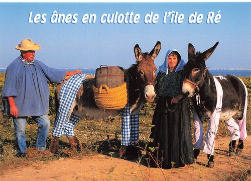 Ile anes en culotte - 17, de