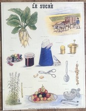 🍬 Ancienne affiche scolaire Deyrolle originale, 1950 - Le sucre