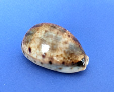 Cypraea Lynx Williamsi 51,4 mm f+++/gem Madagascar " Superbe spécimen "