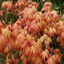 Acer palmatum 'Orange Dream' -