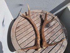 Paire de bois de cerf 6 cors ; Cervus elaphus #0209(6)