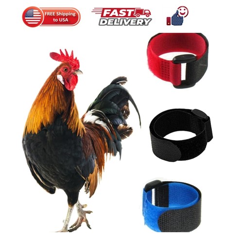 Pack crow rooster - pack,