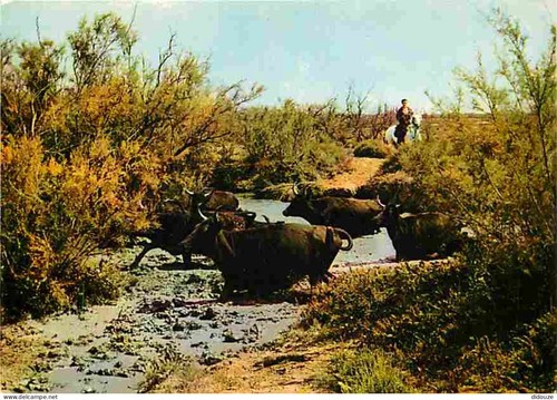Carte postale camargue - carte, 13