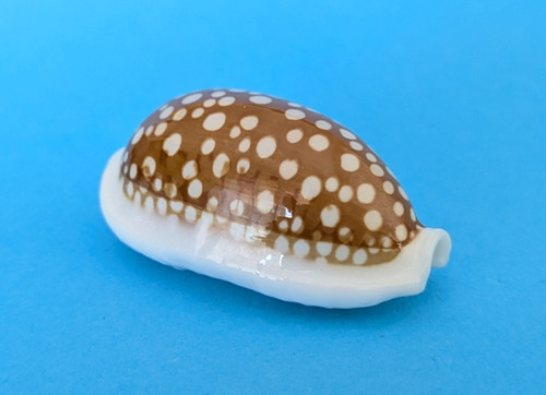 Cypraea cribraria mm - cribraria,