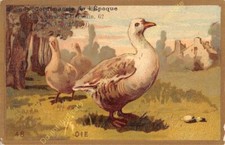 Chromo GAUFRE EMBOSSED ANIMAUX OIE n48