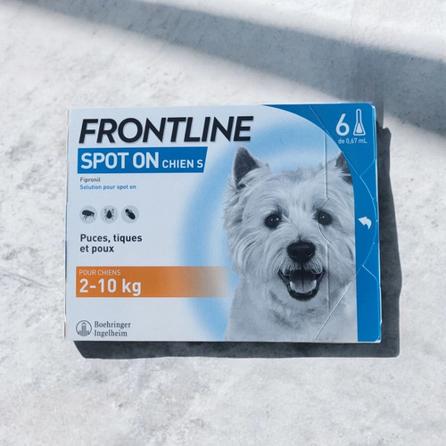 Spot pour petit chien - pour,