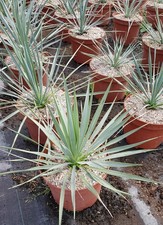 Yucca rostrata conteneur de - yucca, /