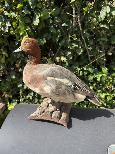 Canard siffleur taxidermie - canard,