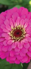 50 graines de fleurs zinnia rose
