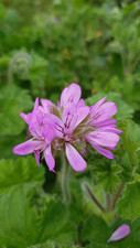 Pelargonium capitatum /