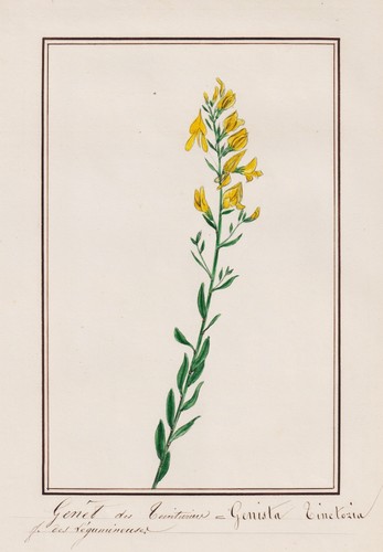 Genêt des teinturiers genista - des,